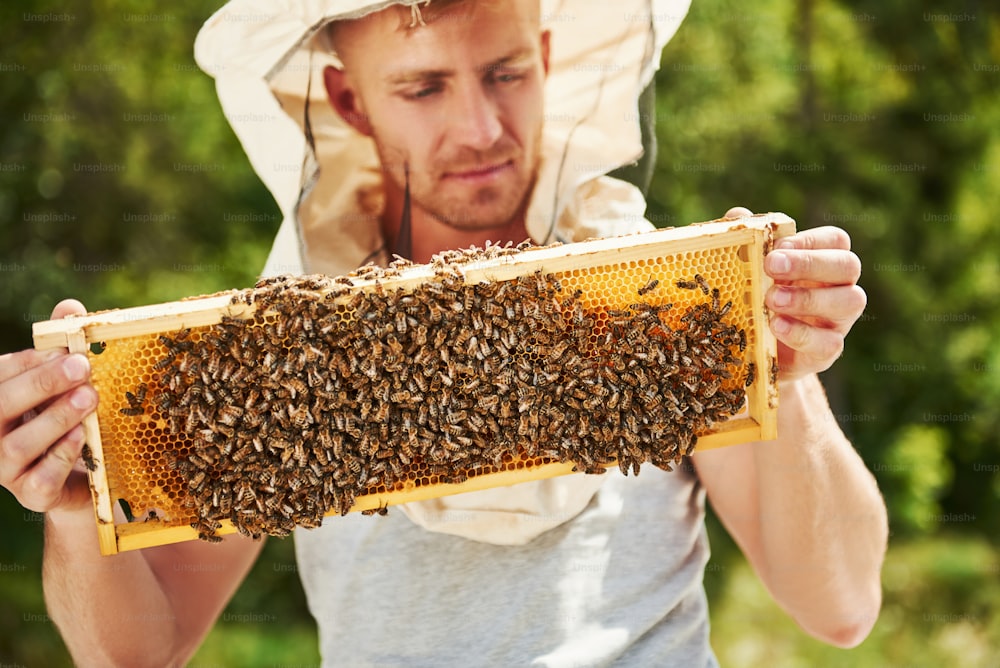 Molti di insetti. L'apicoltore lavora con un favo pieno di api all'aperto in una giornata di sole.