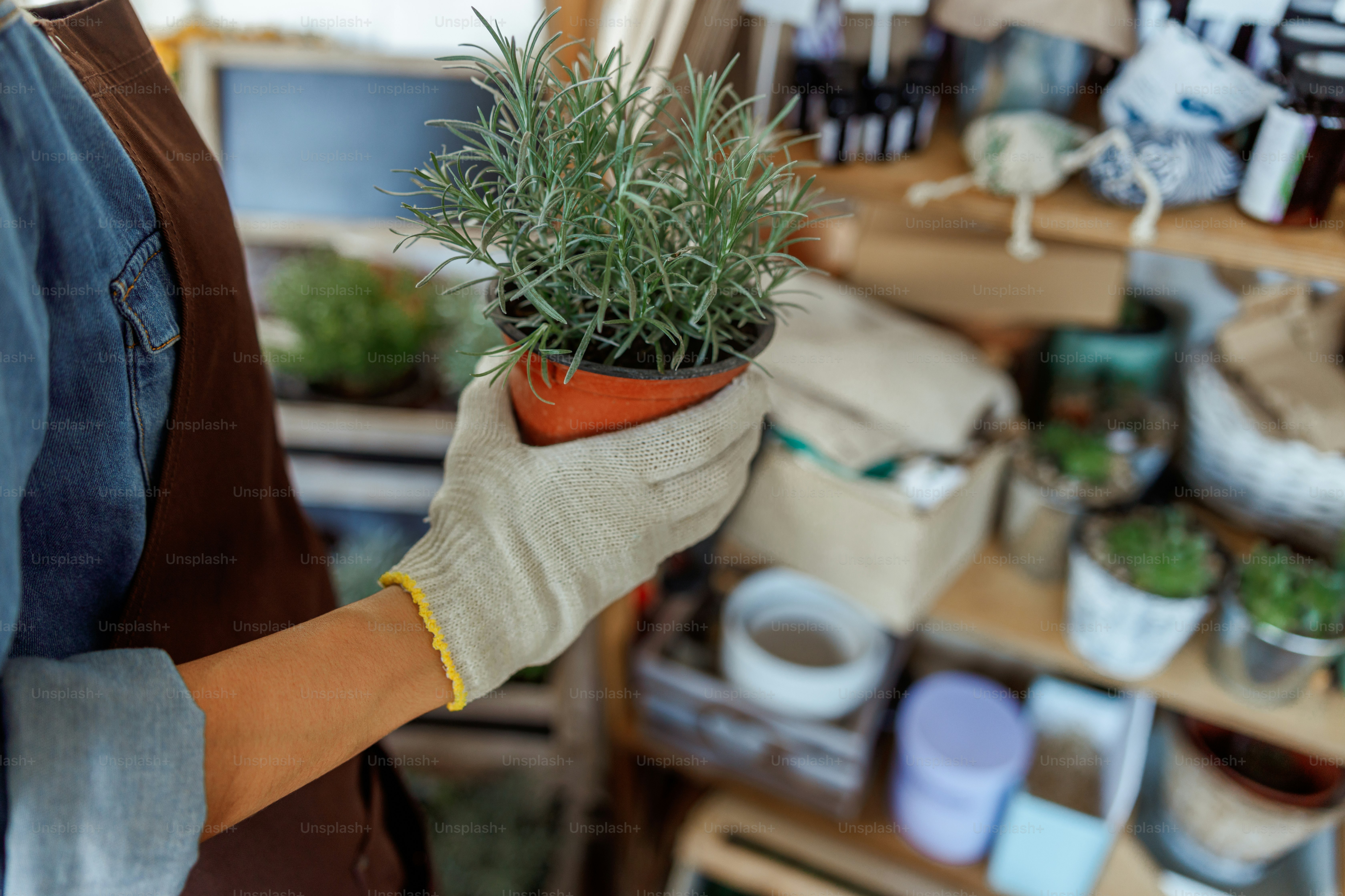 Foto recortada de una herbolaria sosteniendo una maceta de romero en crecimiento en su mano