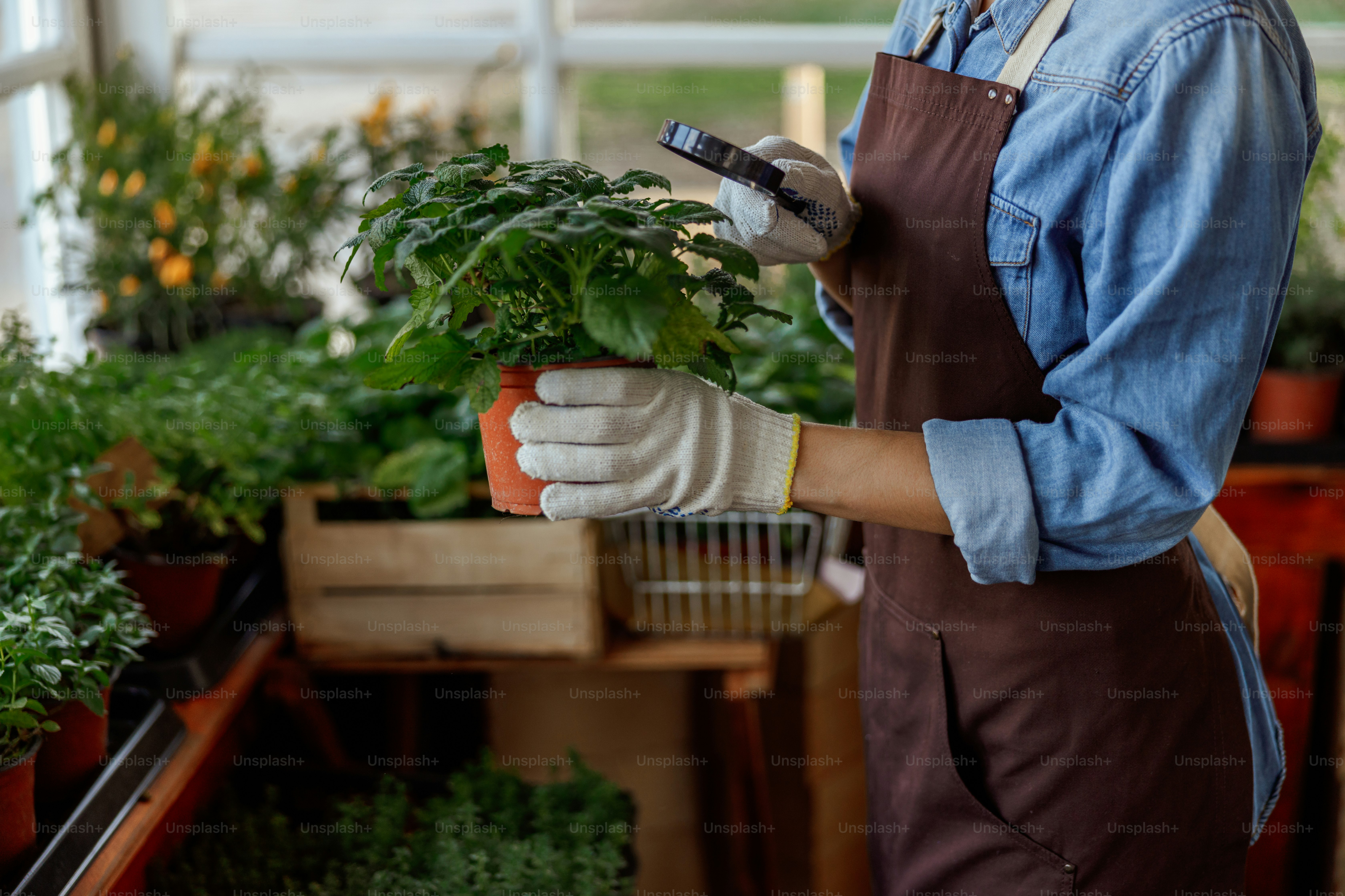 Cropped photo of a Caucasian woman with a magnifying glass examining lemon balm leaves indoors