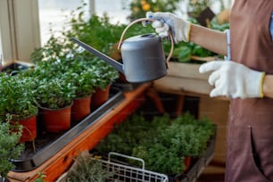 Cropped photo of a woman holding a watering can over marjoram seedlings on the windowsill