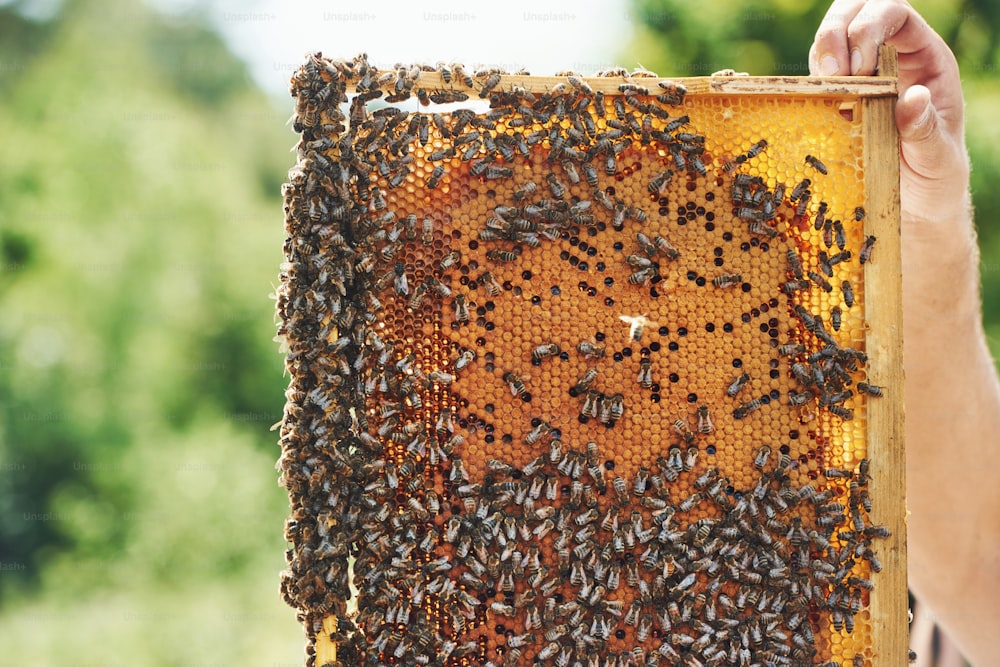 Man's hand holds honeycomb full of bees outdoors at sunny day.
