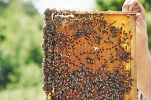 Die Hand des Mannes hält an sonnigen Tagen Waben voller Bienen im Freien.