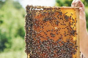 Man's hand holds honeycomb full of bees outdoors at sunny day.