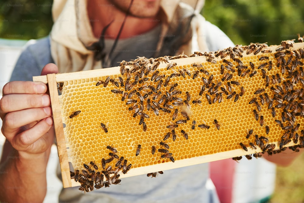 Beekeeper works with honeycomb full of bees outdoors at sunny day.