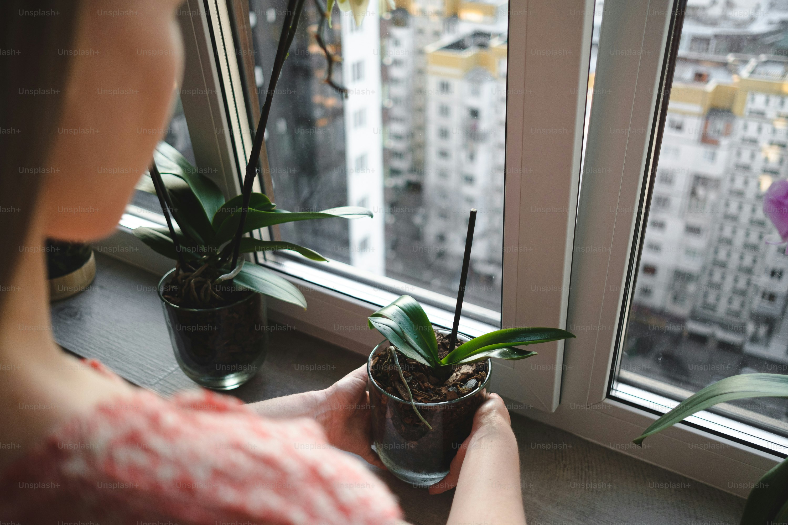 Young beautiful woman arranging an orchid flower glass pot in the house
