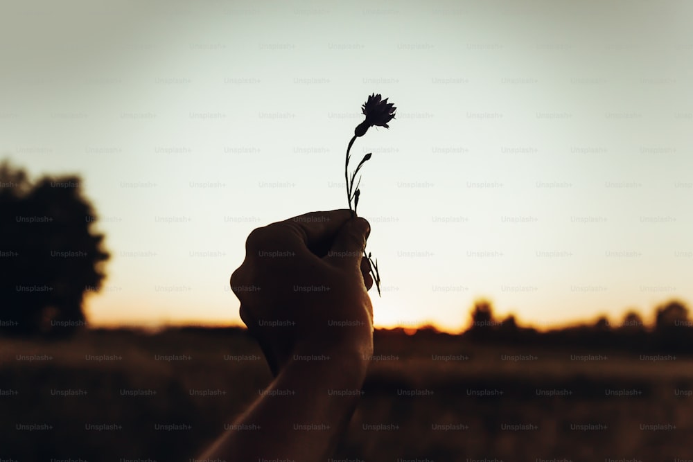 silhueta da mão da mulher segurando cornflower no pôr do sol no campo de verão. unindo-se com a natureza em prados sob a luz do sol. momento atmosférico. dia da terra. salvar o meio ambiente