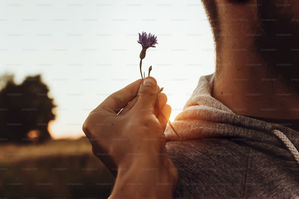 hand holding cornflower at man in sunset rays in summer evening field. farmers and farmland. love to land.  sunlight at meadow. atmospheric moment. earth day concept