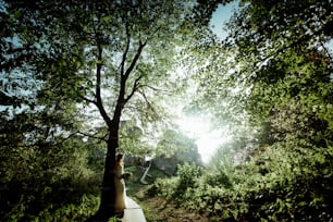 Novia bohemia con estilo de pie en la luz en el bosque soleado
