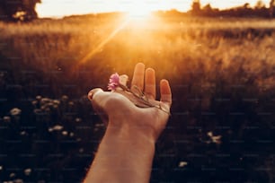 夏の野原で素晴らしい夕日光の中でヤグルマギクを手にする手。素晴らしい太陽の光の下で牧草地の女性の手の野生の花。ヒップスター旅行のコンセプト。雰囲気のある壮大な瞬間。アースデイ