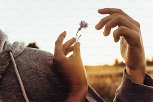 Mano de la mujer sosteniendo el aciano en la mano del hombre en los rayos del atardecer en el campo de la tarde del verano. unión de pareja. agricultores y tierras de cultivo. Me encanta aterrizar. La luz del sol en la pradera. Momento atmosférico