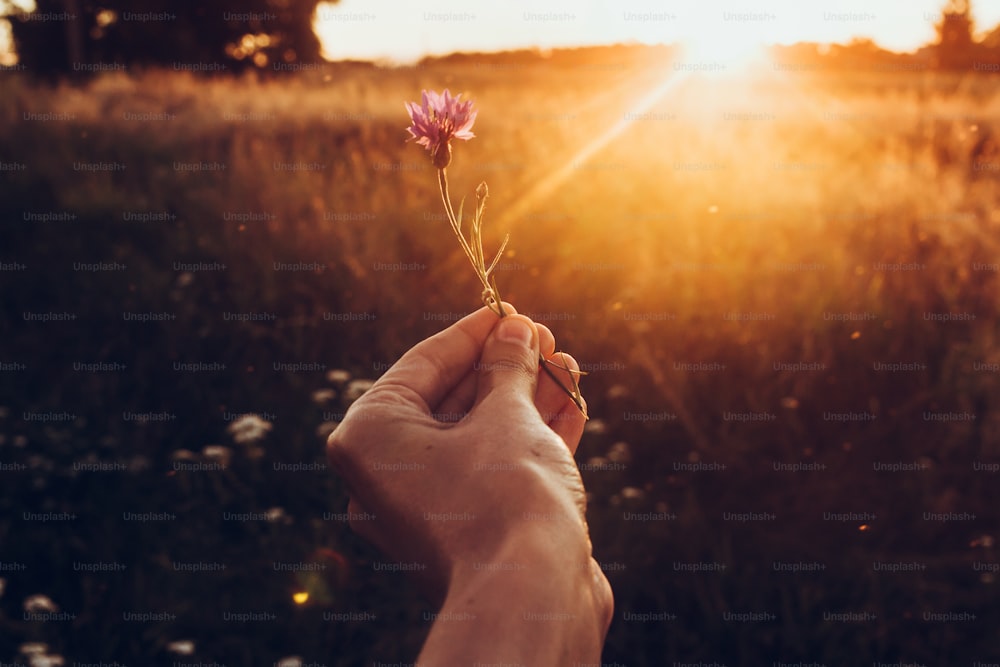 Bleuet à la main dans les rayons du coucher du soleil au champ d’été. fleurs sauvages dans la main de femme dans la prairie sous un soleil incroyable. concept de voyage hipster. moment épique atmosphérique. Jour de la Terre