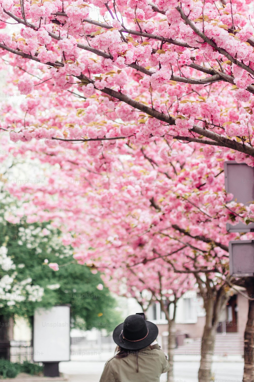 電話で美しい咲く桜ピンクの木の写真を撮る帽子のヒップスターの女の子。春の街の通りに立っている若いスタイリッシュな女性の背中、コピースペース