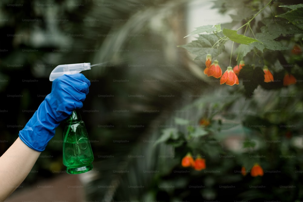 Cropped image of hand of female florist or gardener in flower shop or greenhouse with tropical plants and flowers, spraying water with green sprinkler. Watering plants in hothouse.