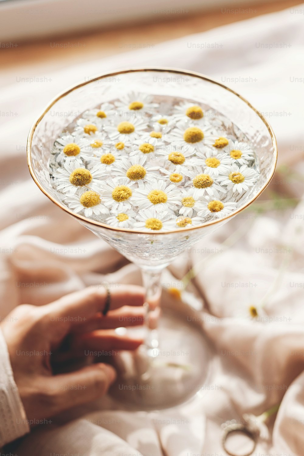 Hand hält stilvolles Weinglas mit Gänseblümchenblüten in Wasser auf dem Hintergrund aus weichem beigefarbenem Stoff. Zärtliche florale Ästhetik. Kreatives Sommerbild mit Platz für Text. Bohème-Stimmung