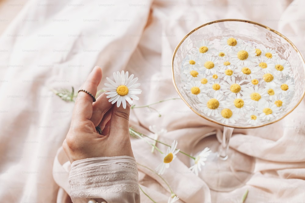 Hand with jewelry holding daisy flower on background of soft beige fabric with stylish wineglass with flowers in water. Tender floral aesthetic. Creative summer image. Bohemian mood