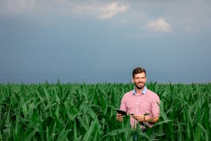 Farmer standing in corn field holding tablet in his hand and examining crop during the cloudy day.