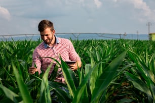 Farmer standing in corn field holding tablet in his hand and examining crop during the cloudy day.