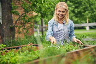 Front view of a cheerful female gardener loosening the soil around plants with a mini-rake