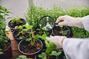 Cropped photo of a biological scientist holding a magnifying glass over seedlings in a flowerpot
