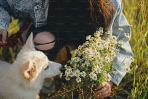 Süßer weißer Welpe duftende Gänseblümchenblüten im warmen Sonnenuntergangslicht auf der Sommerwiese. Stilvolles Mädchen zeigt Blumenstrauß zu entzückenden flauschigen Welpen. Adoptionskonzept, treuer Freund