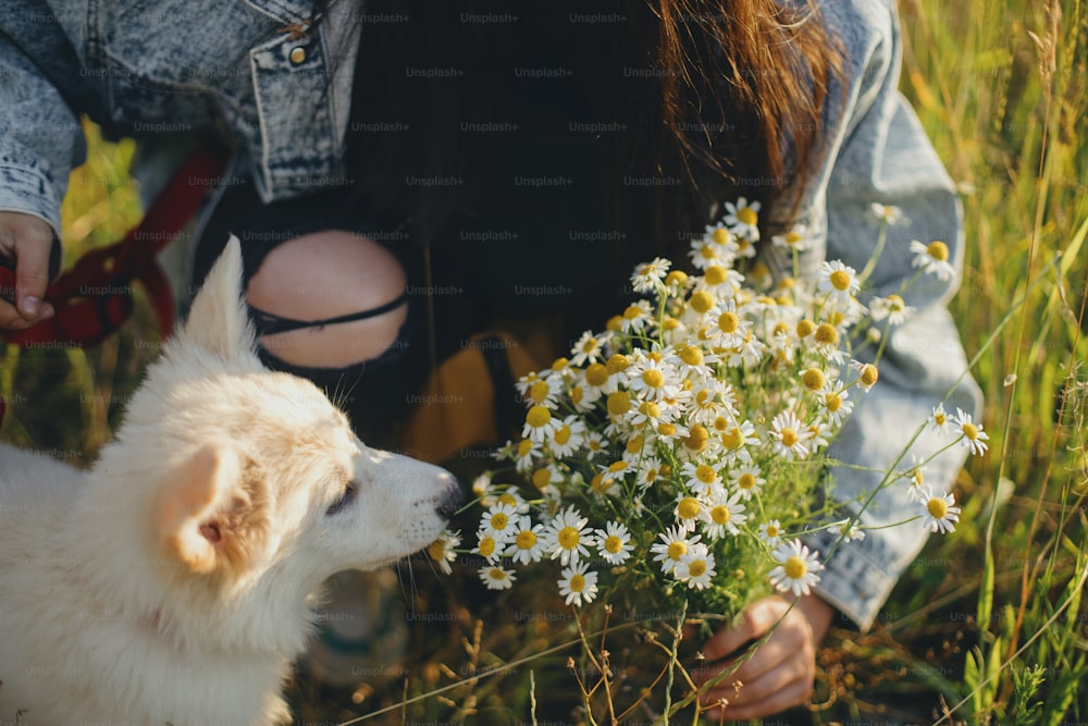 夏の牧草地の暖かい夕焼けの光の中でデイジーの花の匂いがするかわいい白い子犬。愛らしいふわふわの子犬に花束を示すスタイリッシュな女の子。養子縁組のコンセプト、忠実な友人