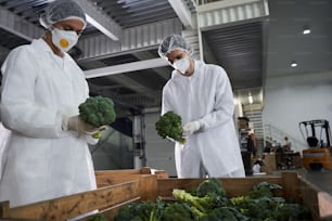 Funcionária séria e sua colega realizando o controle de qualidade de vegetais no local de produção