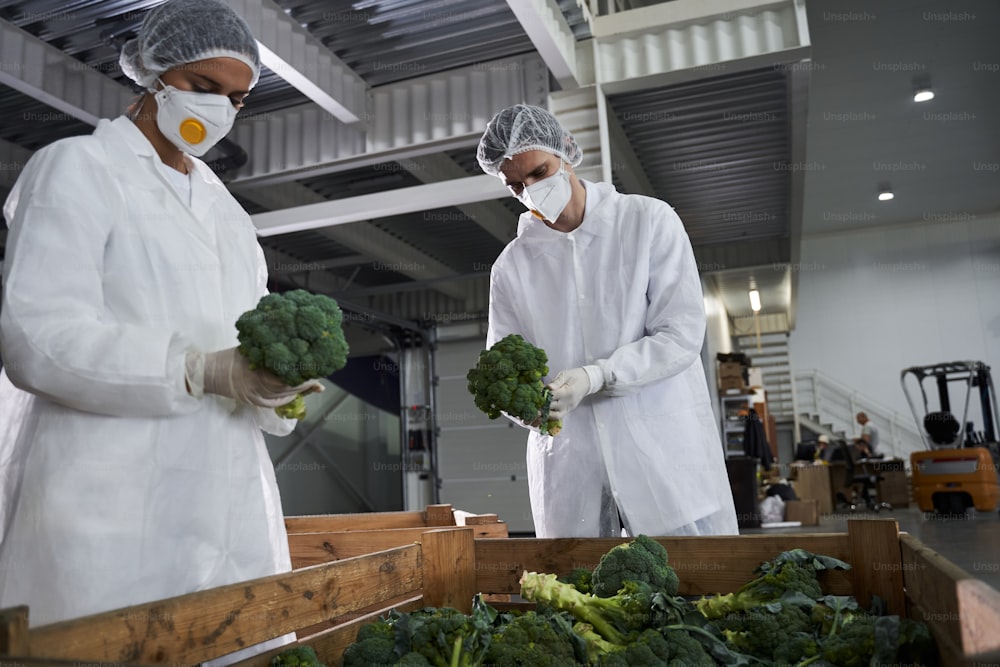 생산 현장에서 채소 품질 관리를 수행하는 심각한 여성 직원과 동료