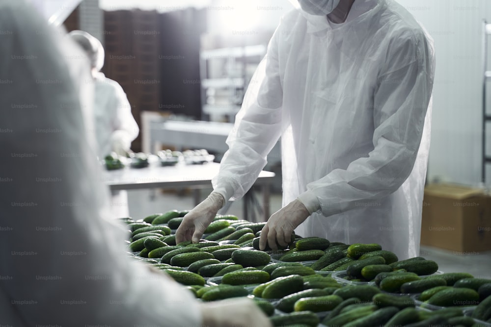 Cropped photo of a male worker in latex gloves sorting fresh cucumbers with his coworkers