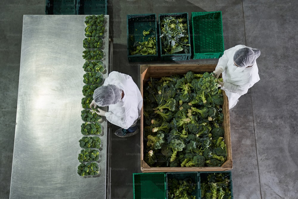 Top view of workers in gauze caps and lab coats packing broccoli in plastic trays