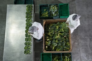 Top view of workers in gauze caps and lab coats packing broccoli in plastic trays