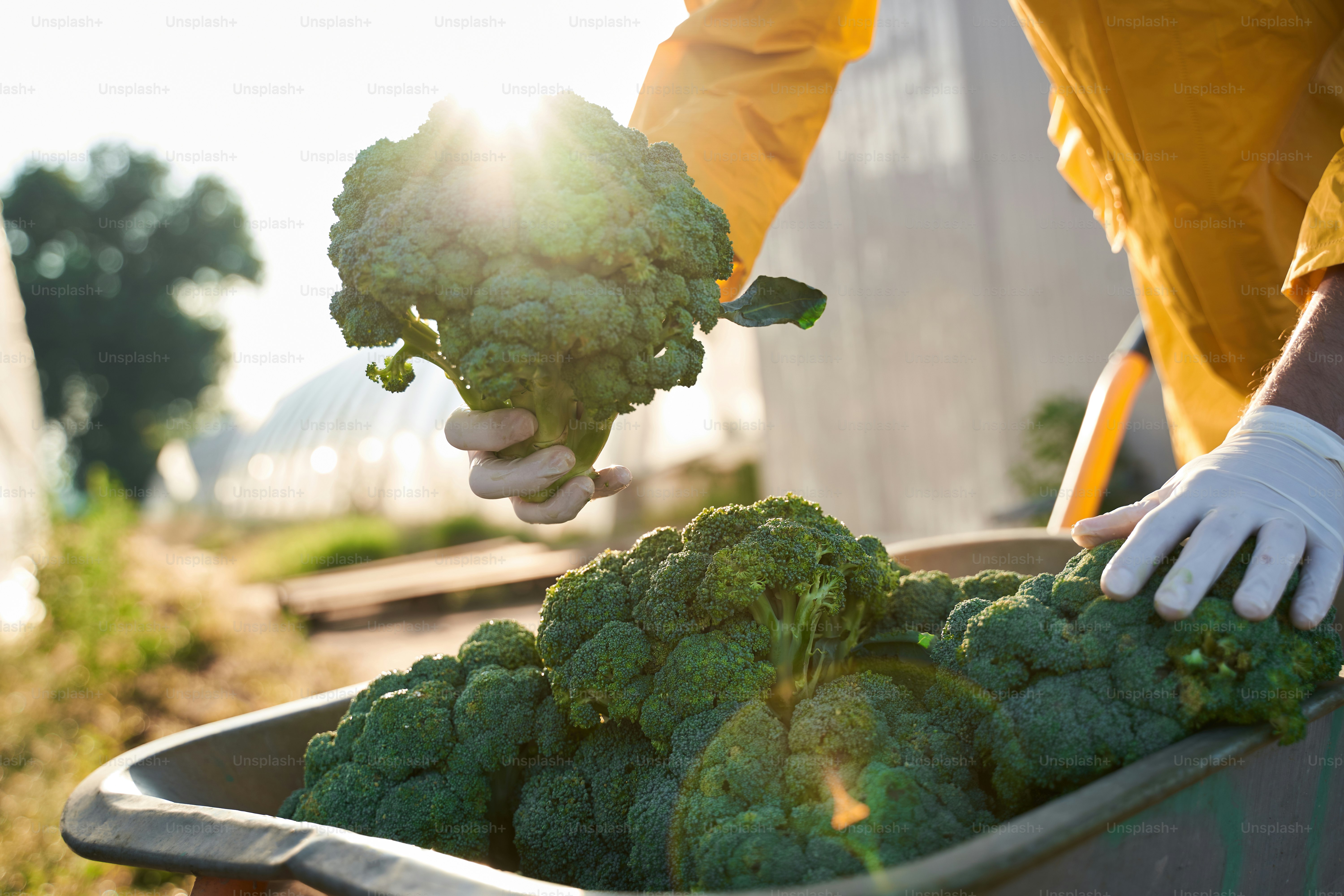 Cropped head close up of man in gloves holding healthy vegetable while carrying wheelbarrow on plantation