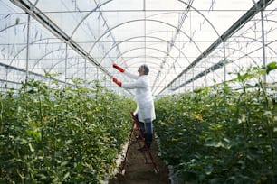 Young man in uniform is using ladder while tying up green bushes for growing in greenhouse