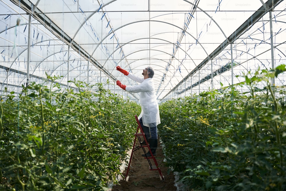 Young man in uniform is using ladder while tying up green bushes for growing in greenhouse