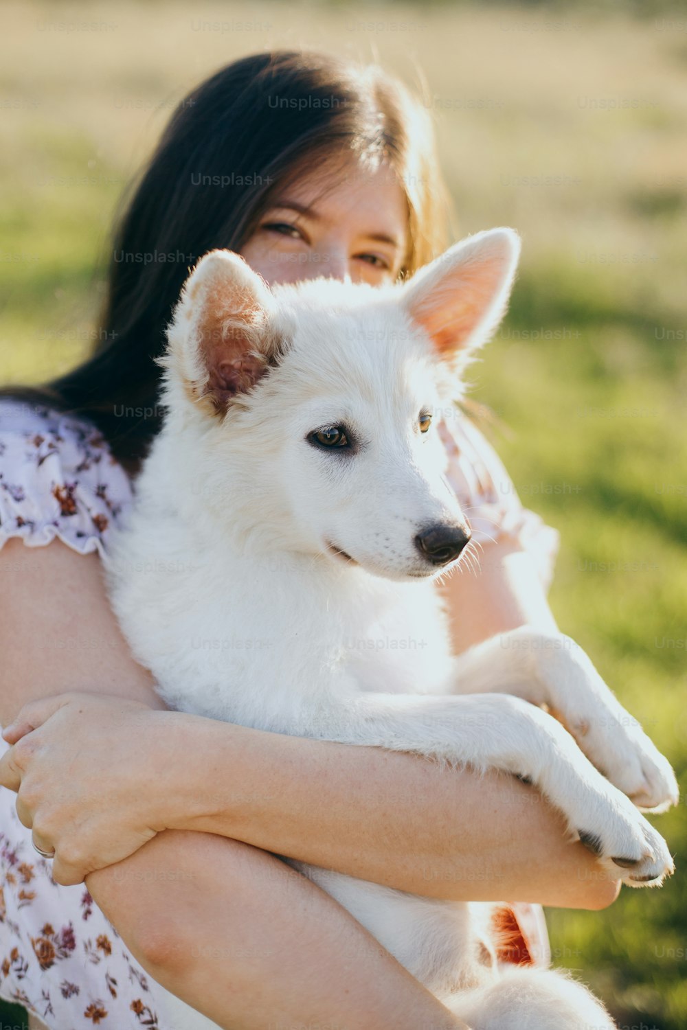 夏の牧草地の暖かい夕日の光の中でかわいい白い子犬を抱きしめるスタイリッシュな若い女性。愛らしいふわふわの子犬を抱いている幸せな女の子。美しい雰囲気の瞬間。導入コンセプト。