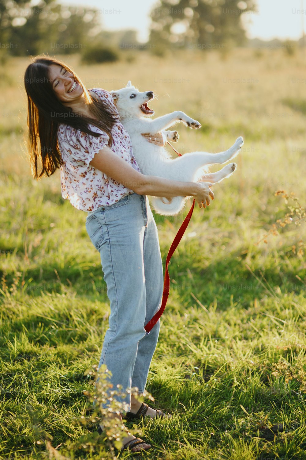 장난스럽고 사랑스러운 솜털 강아지, 재미있는 순간을 안고 있는 소녀. 강아지와 놀기. 여름 초원의 따뜻한 일몰 빛에 재미있는 흰색 강아지를 안고 있는 행복한 젊은 여성.