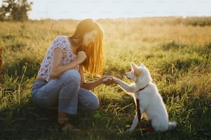 愛らしいふわふわの子犬が女の子の飼い主に足を与え、御馳走をしています。暖かい夕焼けの光の中で夏の牧草地で振る舞うためにかわいい白い子犬を訓練する女性。忠実な友人