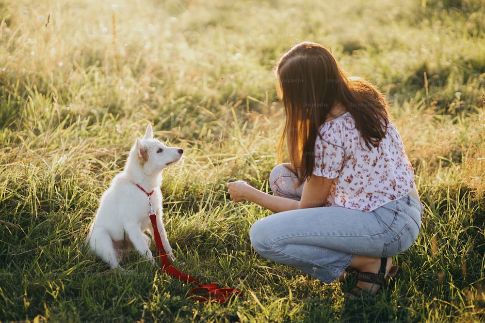 Woman training cute white puppy to behave in summer meadow in warm sunset light. Adorable fluffy puppy looking at girl owner. Adoption concept