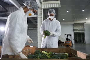 Homem de cabelos escuros focado e sua colega de trabalho verificando a qualidade do brócolis em um armazém