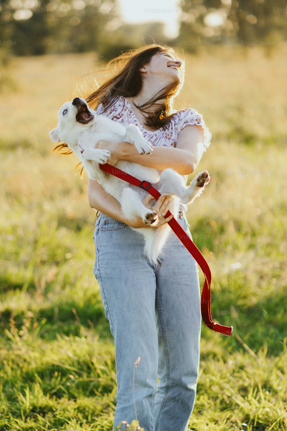 遊び心のある愛らしいふわふわの子犬、陽気な瞬間を抱いている女の子。わんちゃんと遊ぶ。夏の牧草地の暖かい夕日の光の中で面白い白い子犬を抱いている幸せな若い女性。