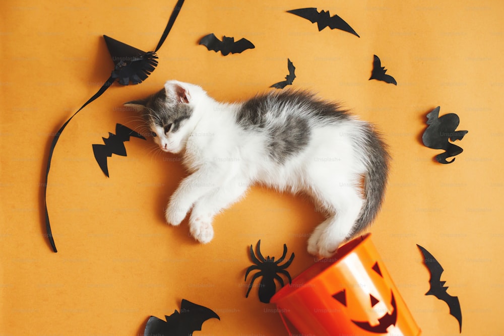 Felice Halloween. Gattino carino che gioca con il secchio di dolcetto o scherzetto di halloween e i pipistrelli neri su sfondo arancione. Adorabile gattino sdraiato al secchio di zucca jack o' lantern, flat lay.