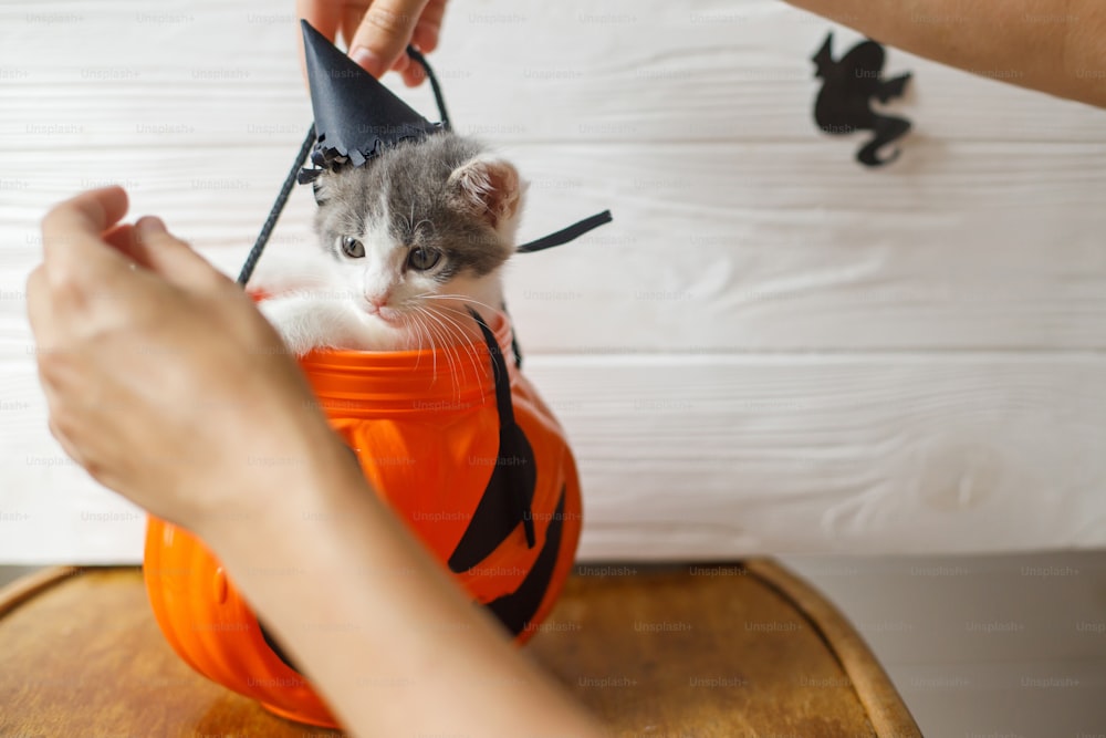 Cute kitten in witch hat sitting in halloween trick or treat bucket on white background with black ghost. Adorable kitty looking from jack o' lantern pumpkin pail. Happy Halloween