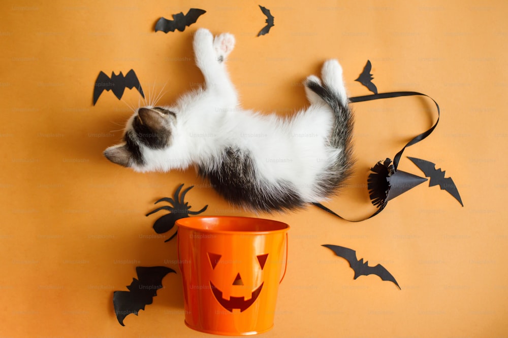 Cute kitten playing with halloween trick or treat bucket and black bats on orange background. Adorable kitty lying at jack o' lantern pumpkin pail, flat lay. Happy Halloween