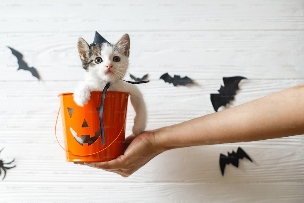 Happy Halloween. Cute kitten in witch hat sitting in halloween trick or treat bucket on white background with black bats. Hand holding jack o' lantern pumpkin pail with adorable kitty.