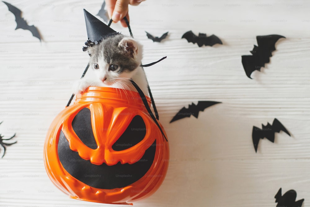 Cute kitten in witch hat sitting in halloween trick or treat bucket on white background with black bats. Hand holding jack o' lantern pumpkin pail with adorable kitty. Happy Halloween
