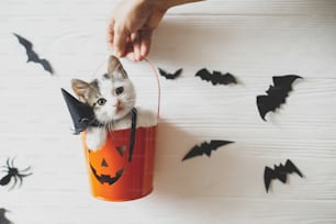 Happy Halloween. Cute kitten sitting in halloween trick or treat bucket on white background with black bats. Adorable kitty looking from jack o' lantern pumpkin pail, copy space