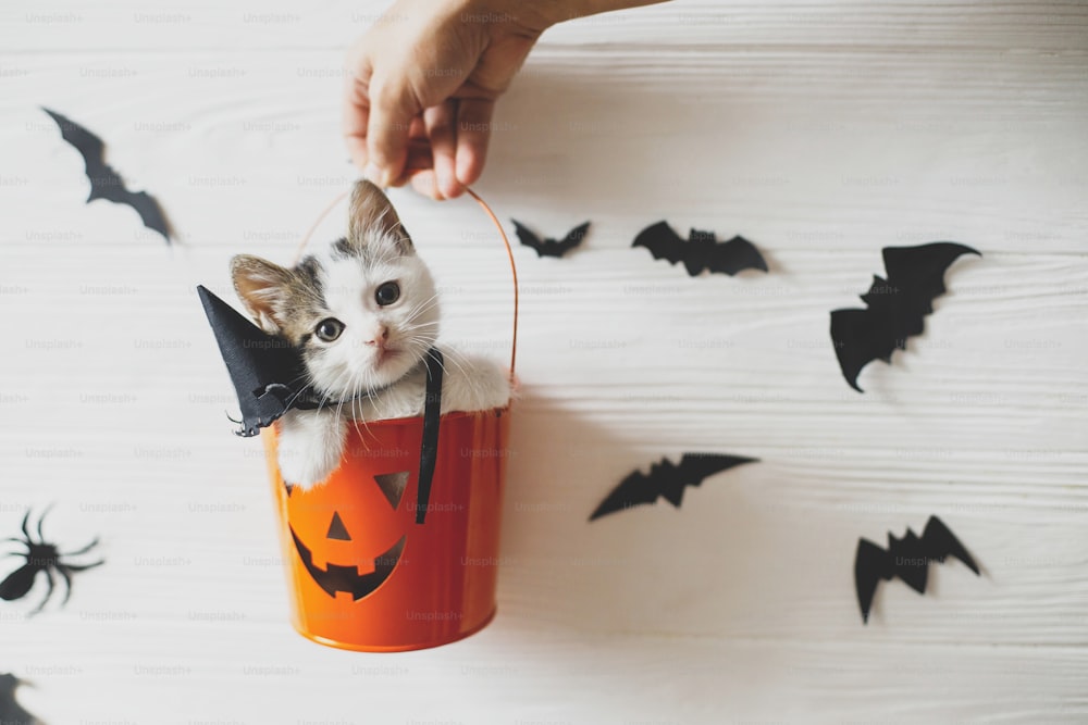 Feliz Halloween. Gatito lindo sentado en el cubo de truco o trato de Halloween sobre fondo blanco con murciélagos negros. Gatito adorable mirando desde el cubo de calabaza de jack o' lantern, espacio de copia