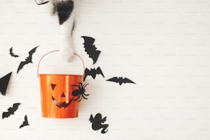 Trick or treat! Cat paw holding Jack o lantern candy pail on white background with bats and spider decorations, celebrating halloween at home. Top view with space for text.