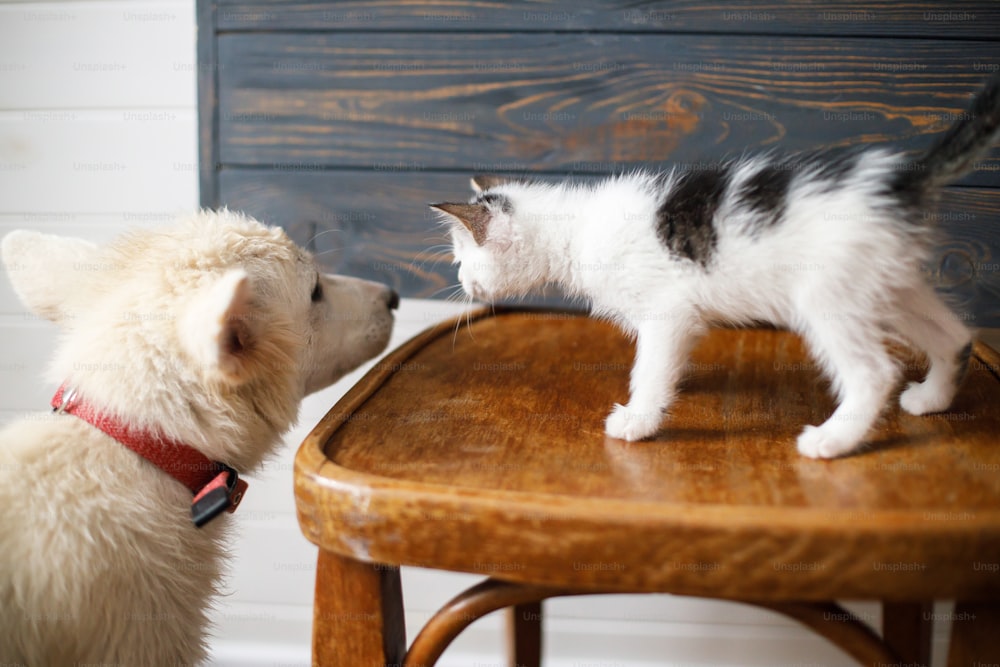 Simpatico cucciolo bianco che gioca con il gattino sulla sedia di legno su sfondo rustico. Amici pelosi in una nuova casa, concetto di adozione