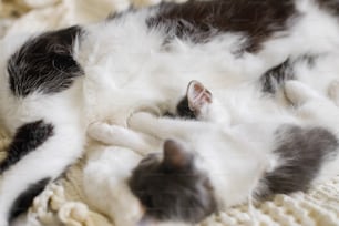 Gatinhos adoráveis dormindo com gato na cama macia, família peluda fofa. Mãe gato descansando com dois gatinhos em cobertor confortável no quarto, momento doce. Conceito de maternidade e adoção