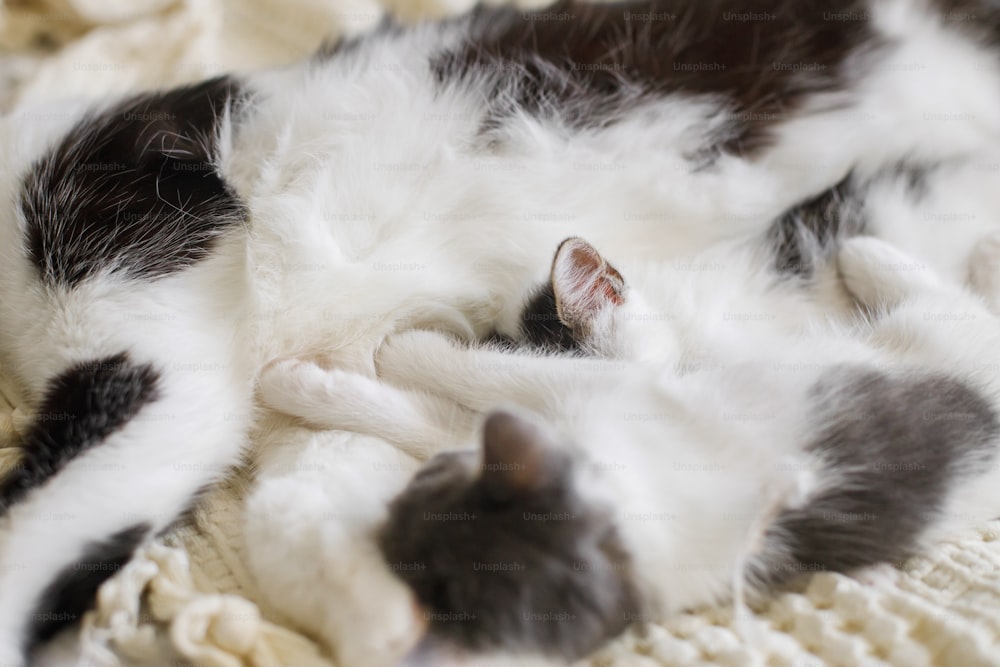 Adorables gatitos durmiendo con gato en una cama suave, linda familia peluda. Mamá gata descansando con dos gatitos pequeños en una manta cómoda en la habitación, momento dulce. Concepto de maternidad y adopción